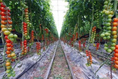 В зеленчуковата градина