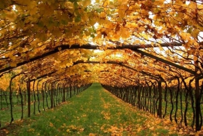 Есенно торене на лозите: Мисията успешна с продуктите на „Евро Ферт” АД - "Евро Ферт" АД Есенно торене на лозите: Мисията успешна с продуктите на „Евро Ферт” АД